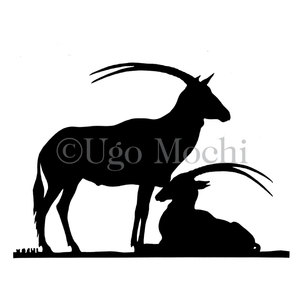 White Oryx Antelope