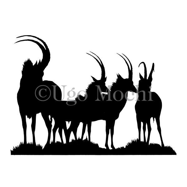 African Sable Antelope No.1