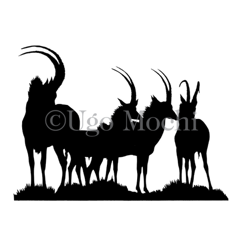 African Sable Antelope No.1