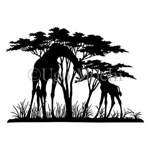 African Giraffes No.4